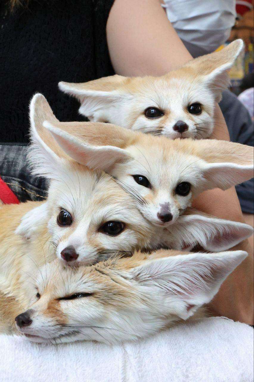 Picture of a fennec fox
